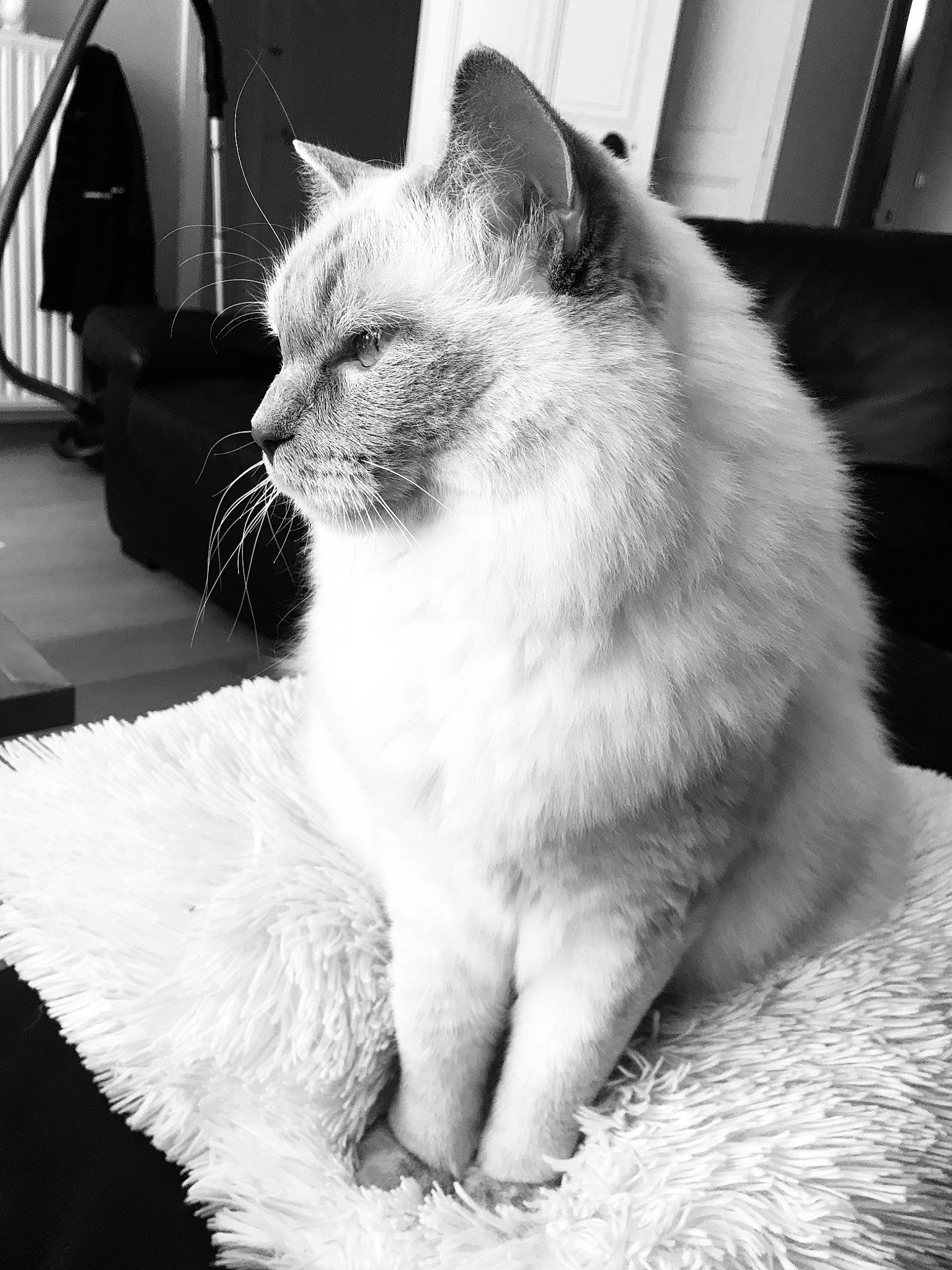 Plume a rejoint le concours — aidez-le/la à gagner de superbes lots ! asian, black_and_white, carnivore, cat, domestic_short_haired_cat, ear, eye, felidae, fur, kitten, mammal, monochrome, monochrome_photography, ojos_azules, photography, ragdoll, sitting, small_to_medium_sized_cats, whiskers, white