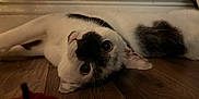 Binx is registered to the contest to win money with this photo: cat, black_and_white, floor, wooden_floor, lying_down, pet, animal, curious, indoor, closeup, eyes, whiskers, feline, cute, relaxed, autumn, pumpkin, toy, cozy, home