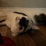 Binx joined the competition — help win amazing prizes! cat, black_and_white, lying_down, floor, wooden_floor, indoor, pet, animal, curious, wide_eyes, close_up, autumn, pumpkin, orange, cozy, domestic, whiskers, ears, cute, relaxed