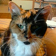 Callie is registered to the contest to win money with this photo: cat, calico_cat, pet, feline, whiskers, green_eyes, close_up, indoor, couch, living_room, television, papers, furniture, domestic_animal, animal_portrait, cute, fur, sitting, household, relaxed