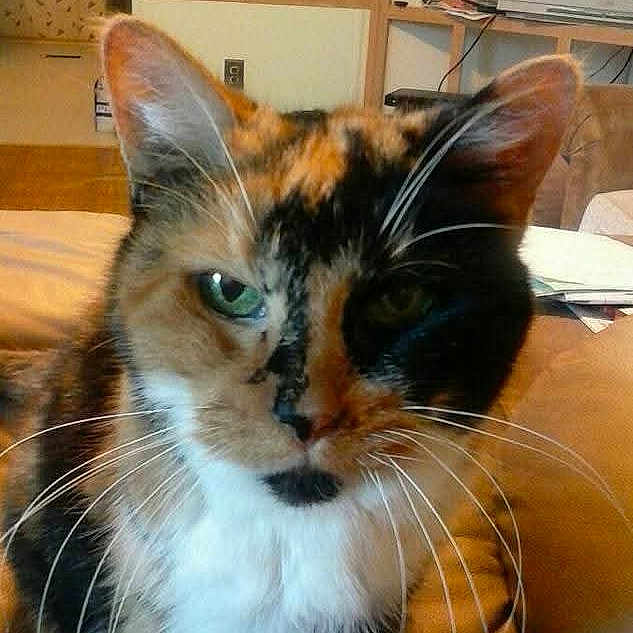 Callie is registered to the contest to win money with this photo: cat, calico_cat, pet, feline, whiskers, green_eyes, close_up, indoor, couch, living_room, television, papers, furniture, domestic_animal, animal_portrait, cute, fur, sitting, household, relaxed