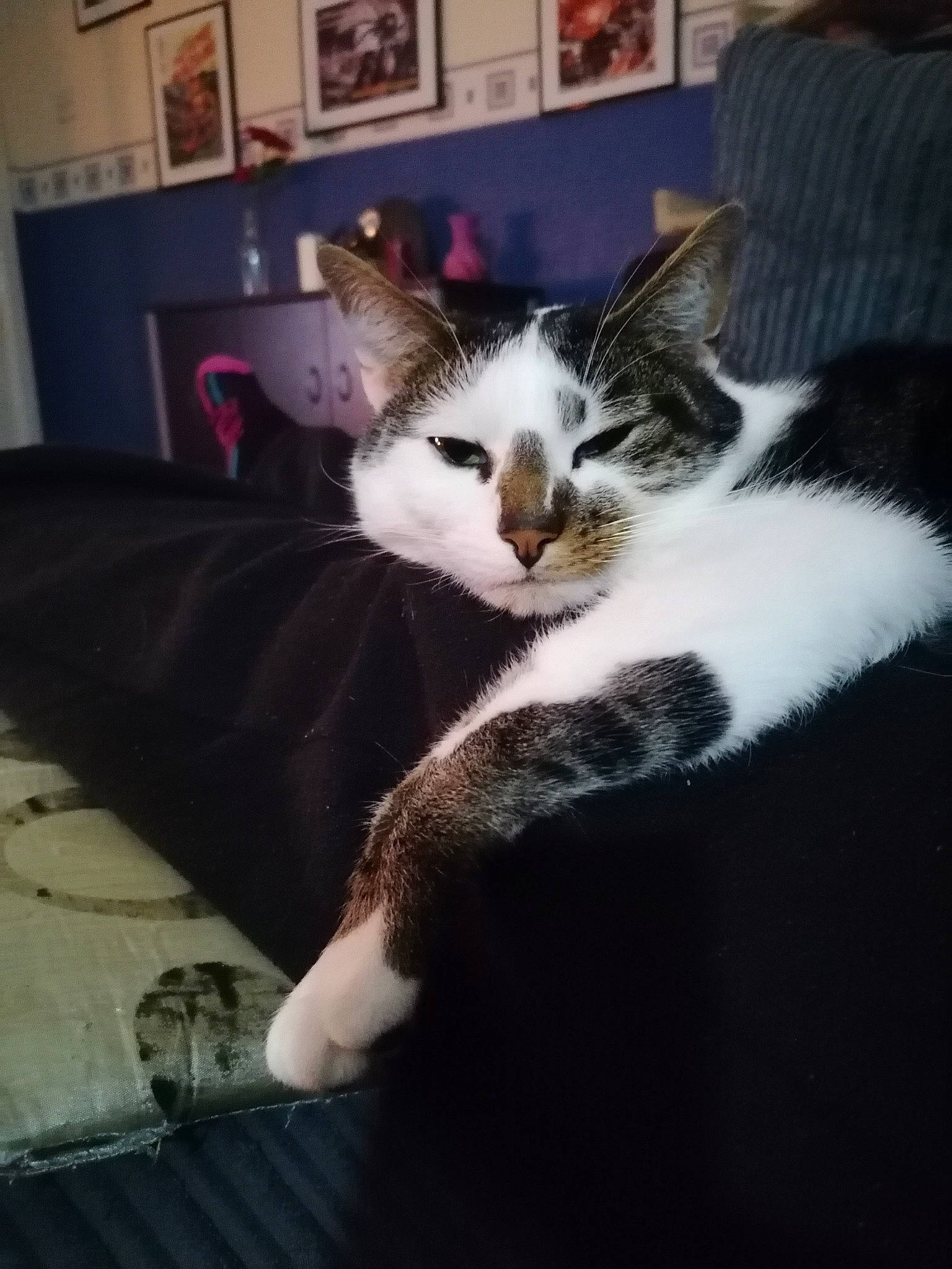 Derek is registered to the contest to win money with this photo: aegean_cat, carnivore, cat, domestic_short_haired_cat, ear, european_shorthair, felidae, fur, kitten, leg, nose, polydactyl_cat, sky, small_to_medium_sized_cats, tabby_cat, whiskers