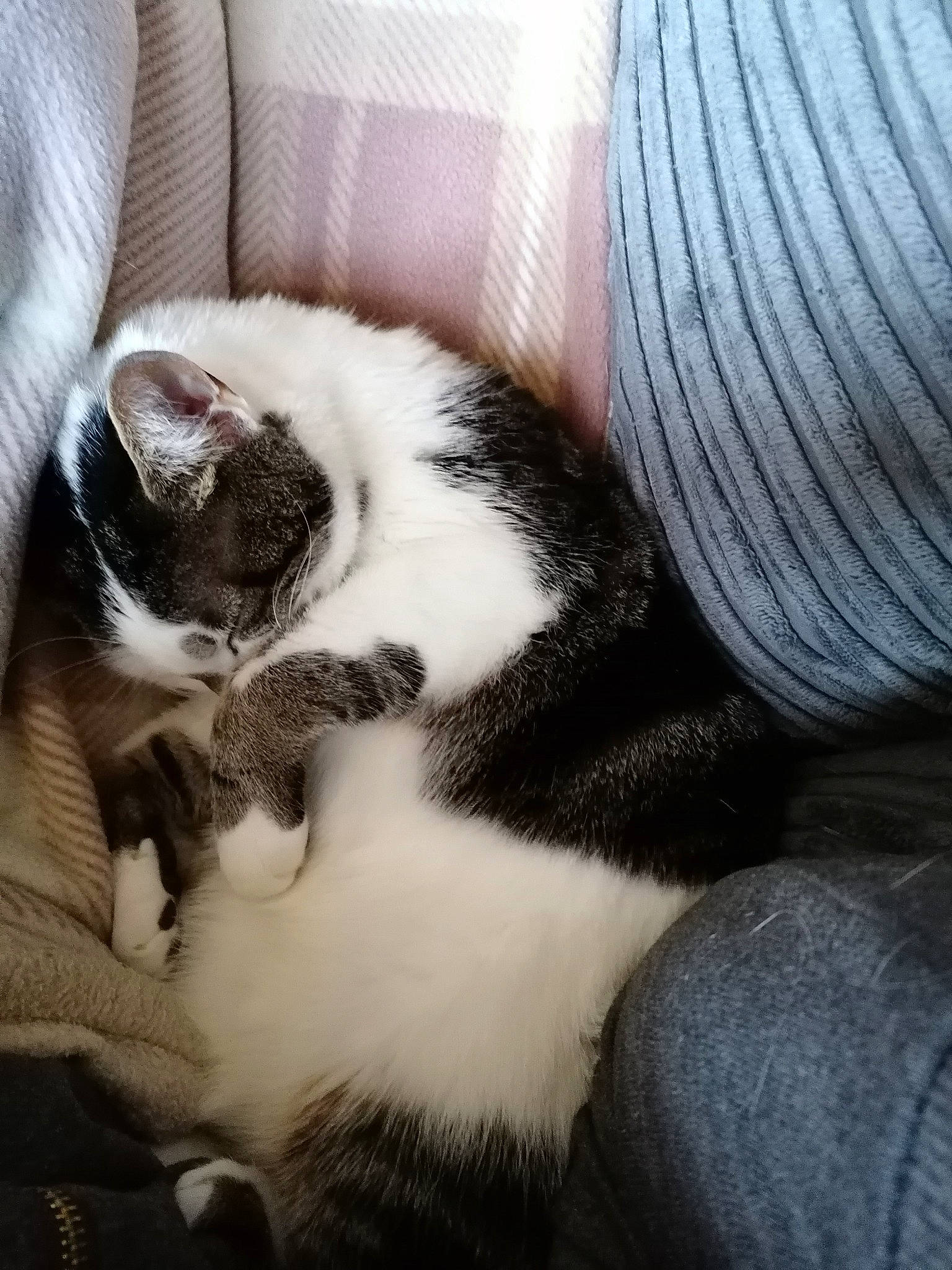 Derek joined the competition — help win amazing prizes! black_and_white, carnivore, cat, comfort, domestic_short_haired_cat, ear, european_shorthair, felidae, fur, kitten, nap, paw, sky, sleep, small_to_medium_sized_cats, tail, whiskers