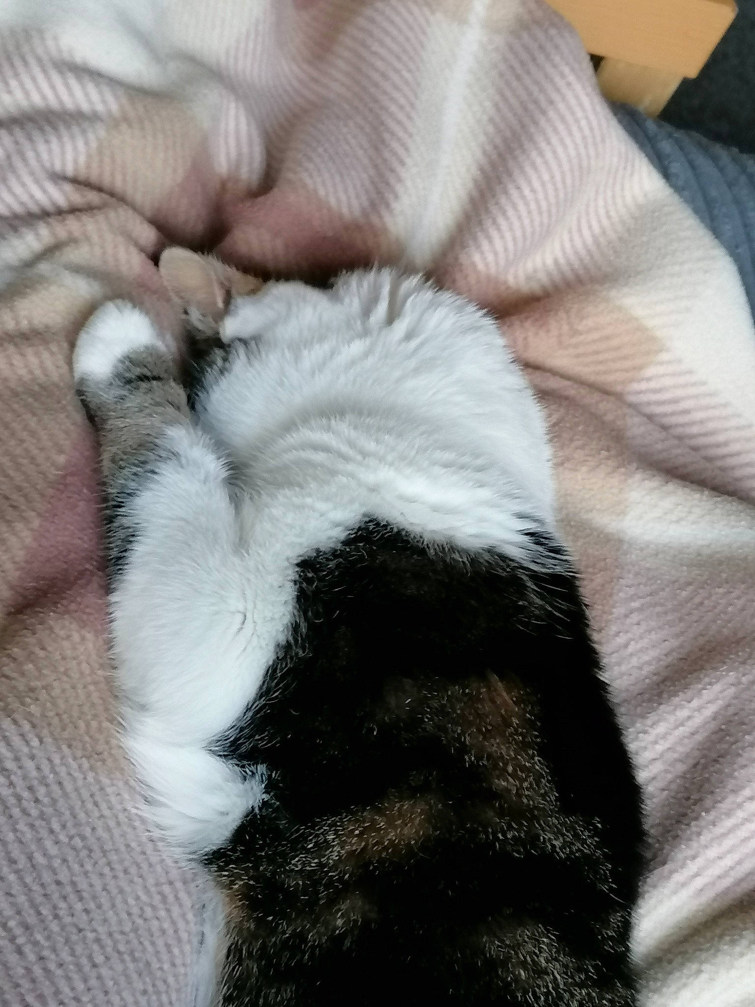 Derek joined the competition — help win amazing prizes! canidae, carnivore, cat, claw, ear, felidae, fur, hand, kitten, nap, paw, polydactyl_cat, puppy, sleep, small_to_medium_sized_cats, tail, whiskers