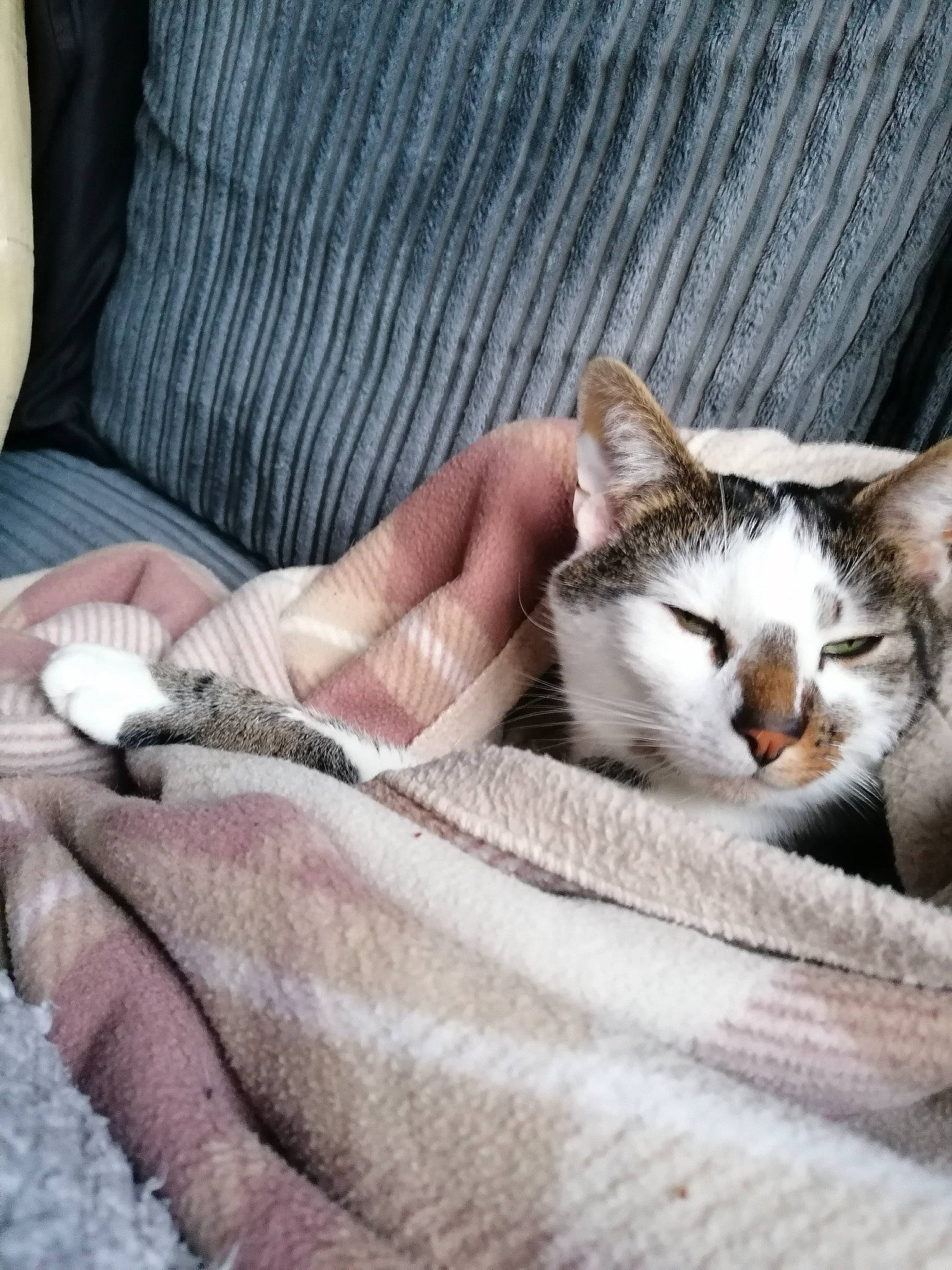 Derek is registered to the contest to win money with this photo: aegean_cat, american_wirehair, asian, burmilla, carnivore, cat, comfort, domestic_short_haired_cat, european_shorthair, felidae, fur, hand, kitten, leg, linens, nap, singapura, small_to_medium_sized_cats, tabby_cat, whiskers