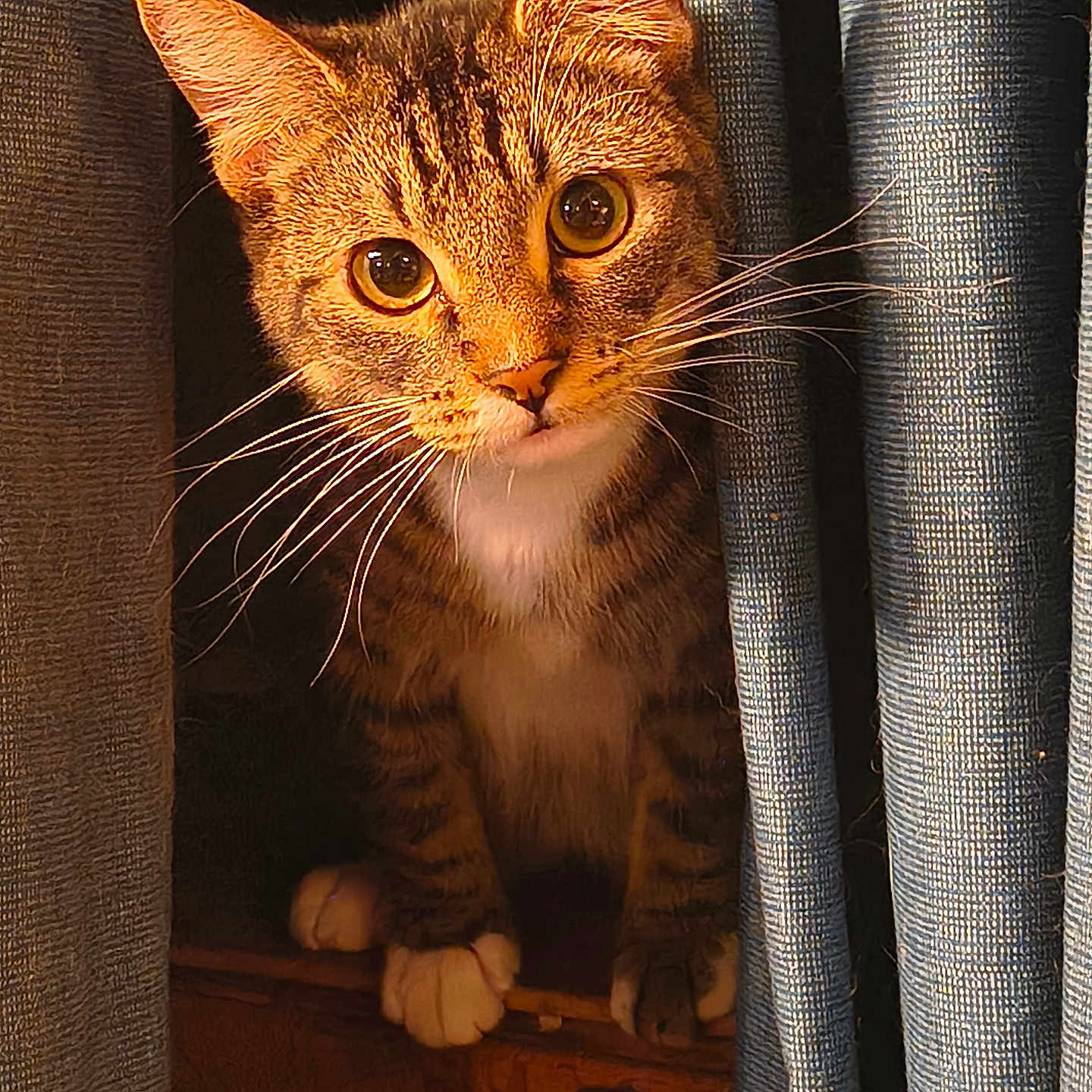 Mickey is registered to the contest to win money with this photo: cat, tabby, curious, whiskers, ears, paws, curtain, fabric, texture, golden_light, indoor, pet, animal, feline, closeup, portrait, warm_light, cozy, looking, cute