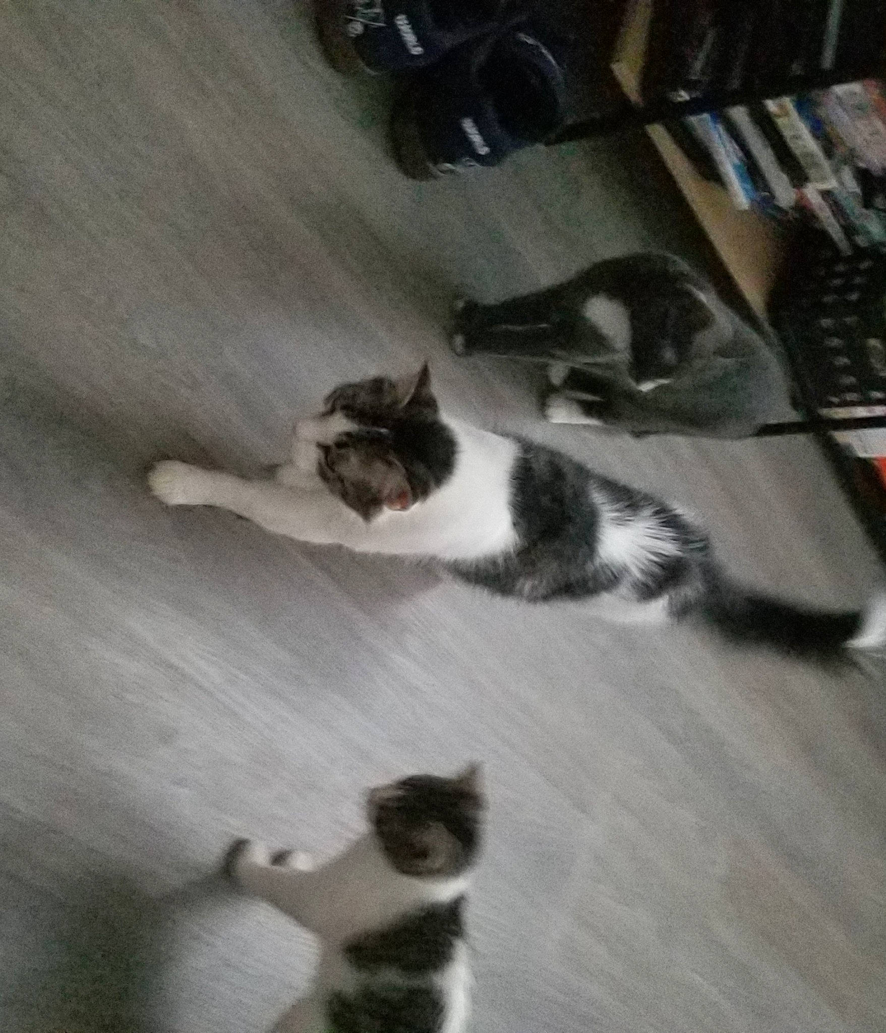 Marbles joined the competition — help win amazing prizes! bookcase, carnivore, cat, domestic_short_haired_cat, felidae, flooring, fur, grey, hardwood, mammal, monochrome_photography, paw, room, shelf, shelving, small_to_medium_sized_cats, tail, whiskers, wood, wood_flooring