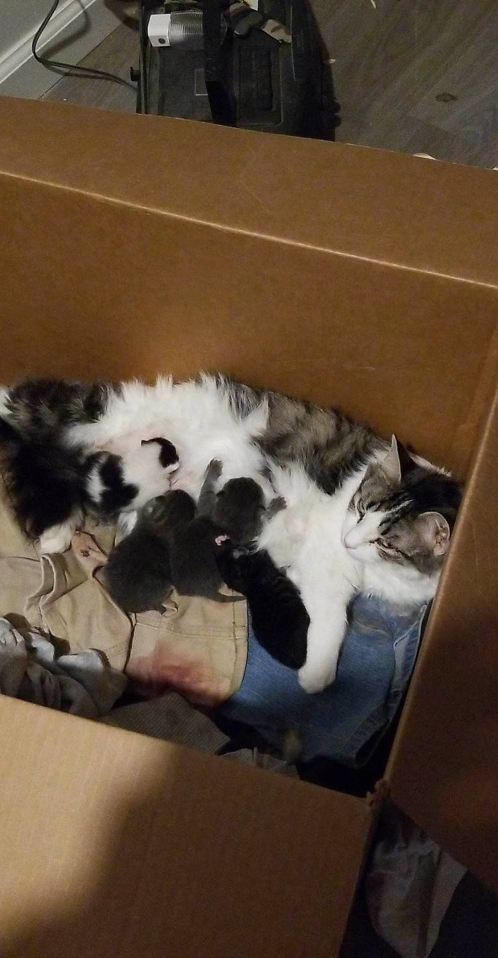 Marbles joined the competition — help win amazing prizes! box, canidae, carnivore, cat, claw, comfort, companion_dog, dog_breed, domestic_short_haired_cat, felidae, flooring, fur, hardwood, nap, paw, small_to_medium_sized_cats, sporting_group, tail, whiskers, wood