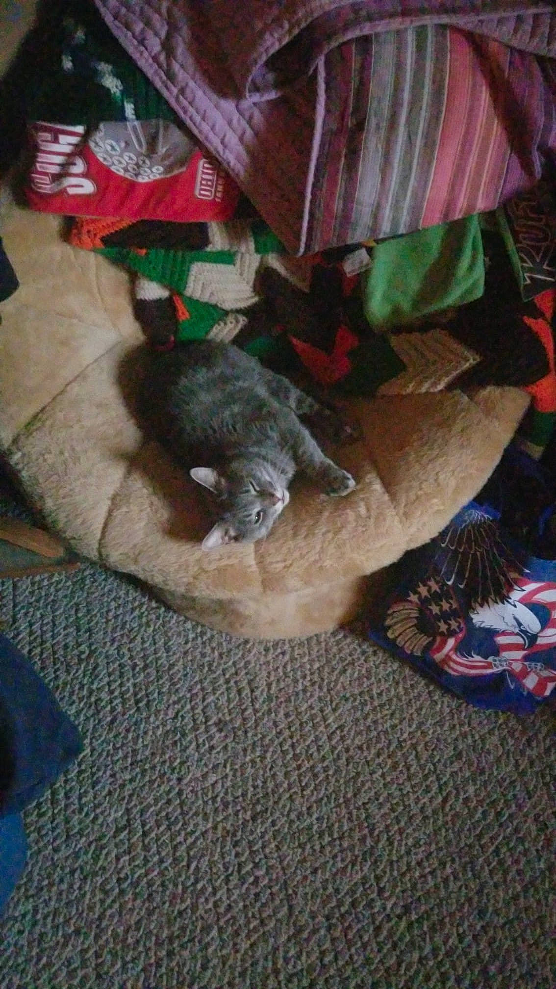 Tito is registered to the contest to win money with this photo: canidae, carnivore, cat, cat_toy, comfort, dog_breed, domestic_short_haired_cat, fawn, felidae, flooring, fur, grey, nap, paw, small_to_medium_sized_cats, sporting_group, tail, whiskers