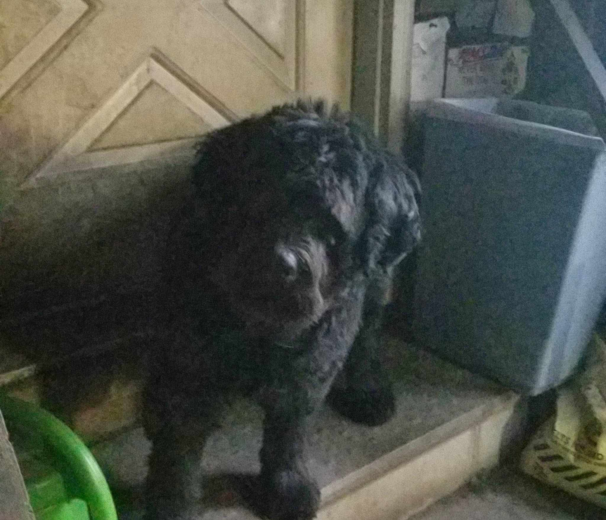 Magnum joined the competition — help win amazing prizes! big_cats, black_cat, borador, canidae, carnivore, claw, companion_dog, dog, dog_breed, domestic_short_haired_cat, felidae, fur, liver, small_to_medium_sized_cats, snout, sporting_group, tail, terrestrial_animal, whiskers