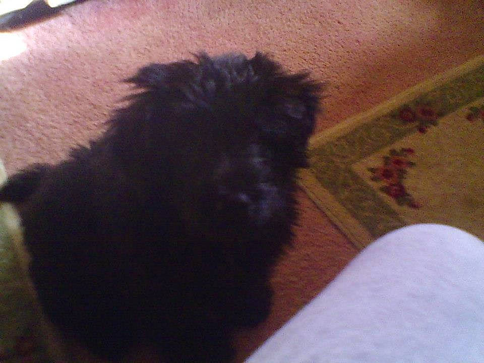 Magnum joined the competition — help win amazing prizes! canidae, carnivore, companion_dog, dog, dog_breed, fawn, flooring, fur, hardwood, liver, non_sporting_group, small_terrier, snout, sporting_group, tail, terrier, toy_dog, wood, working_animal, yorkipoo