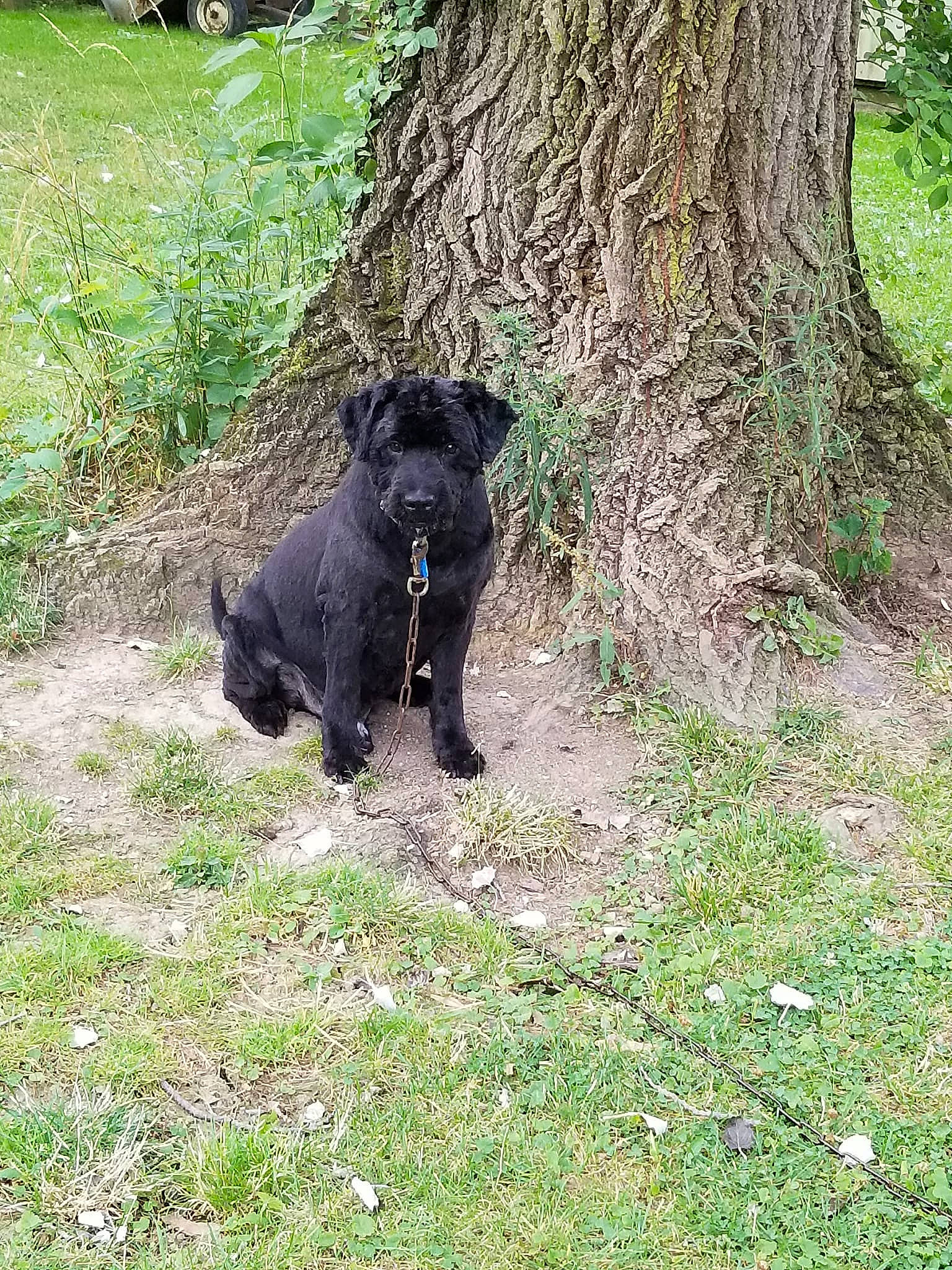 Magnum joined the competition — help win amazing prizes! american_black_bear, canidae, carnivore, companion_dog, dog, dog_breed, forest, grass, groundcover, natural_landscape, plant, snout, tail, terrestrial_animal, terrestrial_plant, tree, trunk, wheel, woodland, working_animal