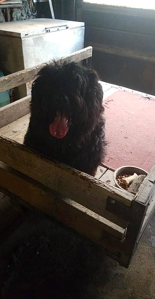 Magnum is registered to the contest to win money with this photo: bumper, canidae, carnivore, companion_dog, dog, dog_breed, flooring, fur, gas, labradoodle, liver, non_sporting_group, pet_supply, poodle, snout, sporting_group, toy_dog, water_dog, wood, working_animal