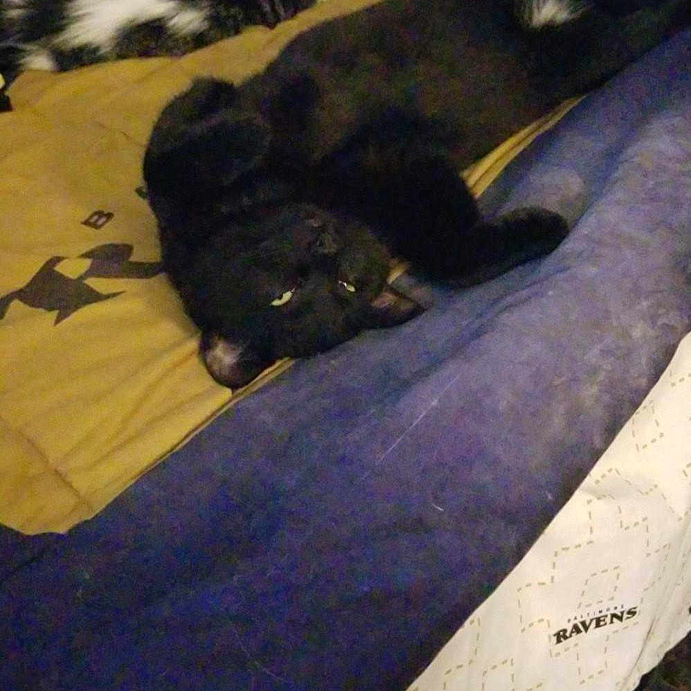 Michael Meowers