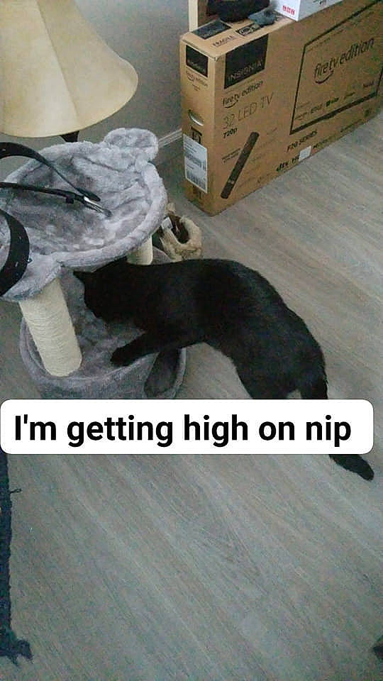 Michael Meowers joined the competition — help win amazing prizes! automotive_tire, box, carnivore, carton, cat, comfort, companion_dog, dog_breed, felidae, floor, flooring, font, grey, hardwood, human_leg, shipping_box, sportswear, tail, wood, wood_stain