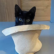 Eclair participe au concours pour gagner de l'argent avec cette photo : kitten, black_cat, hat, peek, curious, indoor, wooden_cabinet, pet, animal, cute, small, playful, feline, domestic_cat, face, ears, whiskers, table, cozy, mischievous