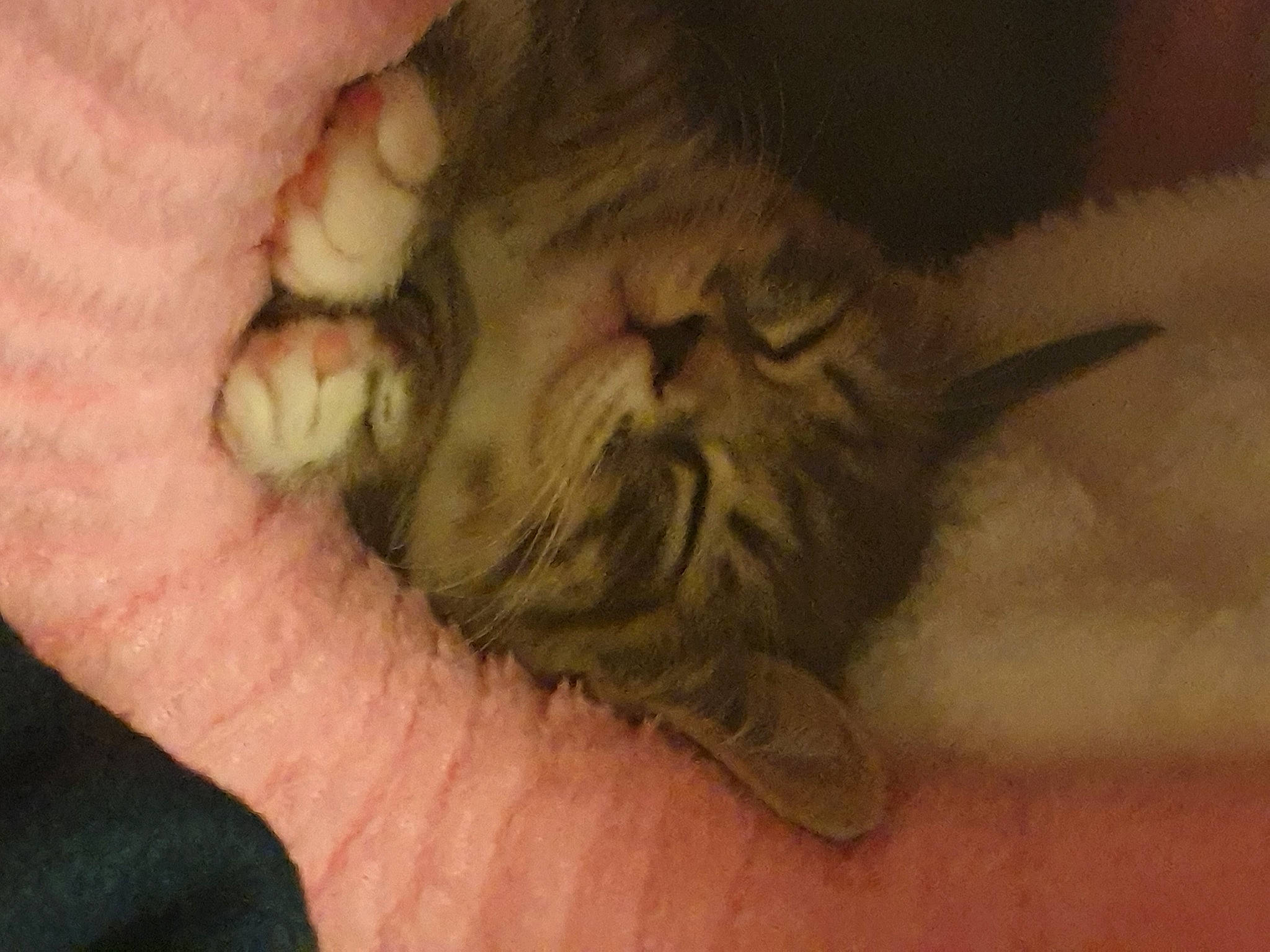 Indie joined the competition — help win amazing prizes! carnivore, cat, claw, domestic_short_haired_cat, ear, felidae, finger, flesh, fur, gesture, nail, paw, small_to_medium_sized_cats, snout, terrestrial_animal, thumb, whiskers, wrinkle