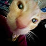 Cookie is registered to the contest to win money with this photo: cat, close_up, blurry, orange_cat, whiskers, nose, curious, indoor, pet, animal, face, feline, eye, fur, portrait, domestic_cat, close_range, attention, cute, snout