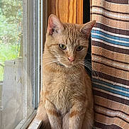 Cookie joined the competition — help win amazing prizes! cat, ginger_cat, window, curtain, striped_curtain, indoor, pet, feline, whiskers, sitting, natural_light, thoughtful, quiet, close_up, domestic_animal, fur, ears, green_eyes, portrait, house