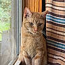 cat, ginger_cat, window, curtain, striped_curtain, indoor, pet, feline, whiskers, sitting, natural_light, thoughtful, quiet, close_up, domestic_animal, fur, ears, green_eyes, portrait, house