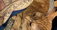Cookie joined the competition — help win amazing prizes! cat, orange_tabby, quilt, blanket, patterned_surface, relaxed, indoor, feline, pet, fur, whiskers, ear, paw, resting, comfort, cozy, home, animal, cute, sleepy