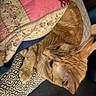 cat, orange_tabby, quilt, blanket, patterned_surface, relaxed, indoor, feline, pet, fur, whiskers, ear, paw, resting, comfort, cozy, home, animal, cute, sleepy