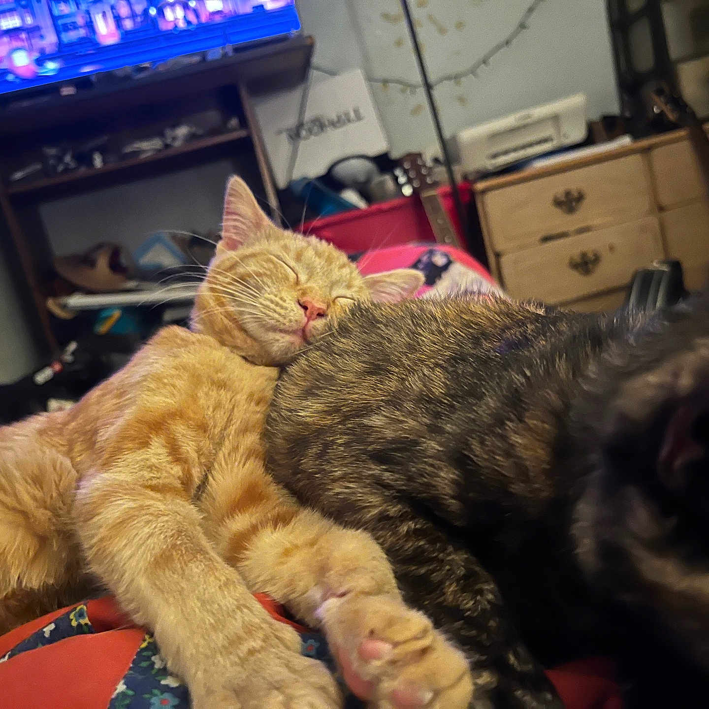 Cookie joined the competition — help win amazing prizes! cat, orange_tabby, sleeping, cozy, snuggling, pet, indoor, furniture, television, guitar, living_room, cushion, relaxing, cute, animal, tabby, resting, companion, domestic, feline