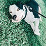 dog, grass, leash, outdoor, pet, black_and_white, canine, collar, animal, laying_down, sunlight, nature, playful, friendly, closeup, fur, mammal, summer, happy, relaxed