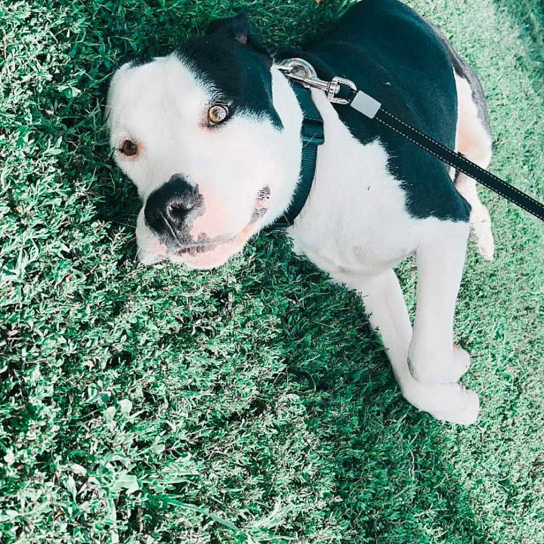 Mr. Cooper joined the competition — help win amazing prizes! animal, black_and_white, canine, closeup, collar, dog, friendly, fur, grass, happy, laying_down, leash, mammal, nature, outdoor, pet, playful, relaxed, summer, sunlight