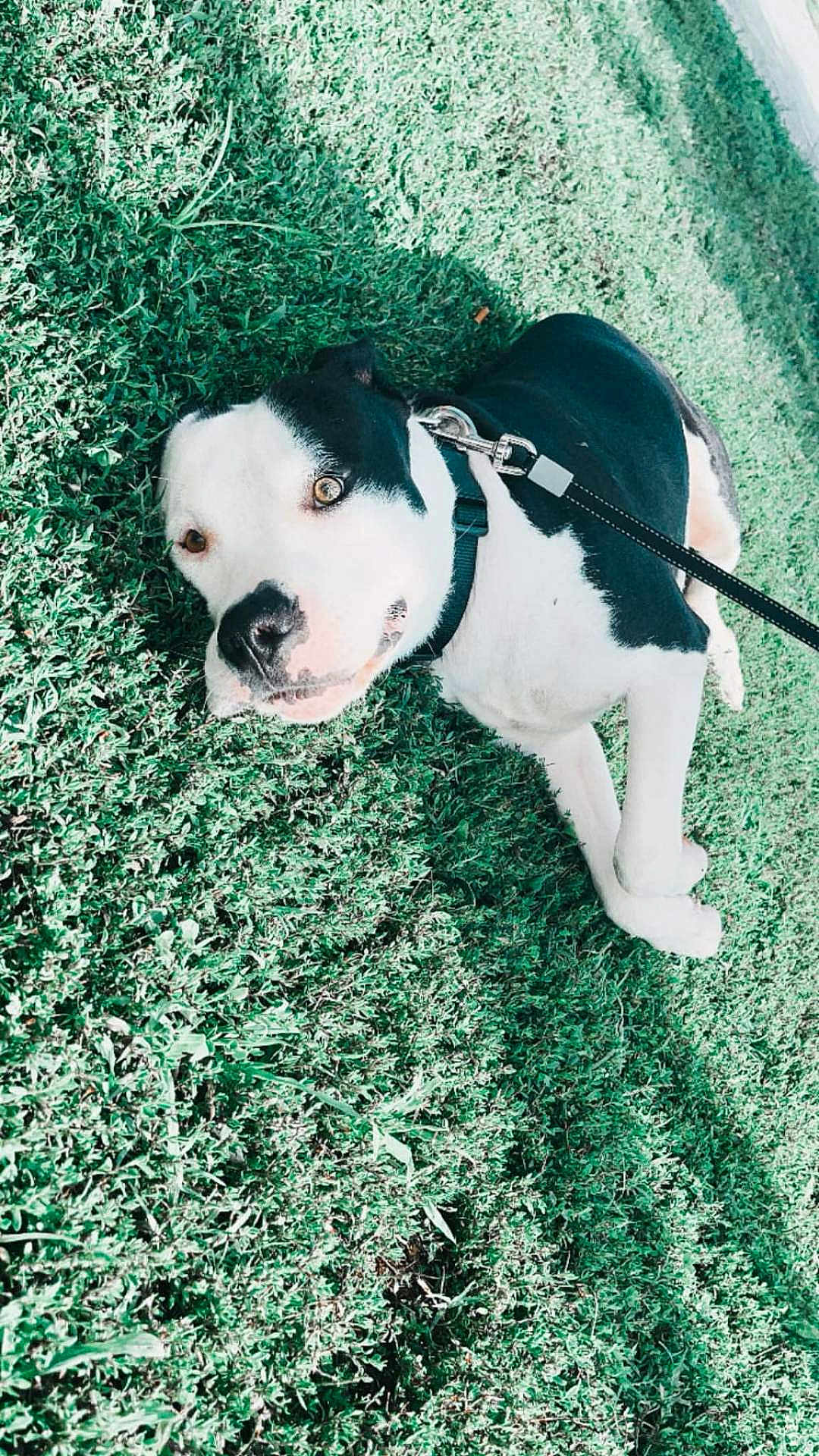 Mr. Cooper joined the competition — help win amazing prizes! dog, grass, leash, outdoor, pet, black_and_white, canine, collar, animal, laying_down, sunlight, nature, playful, friendly, closeup, fur, mammal, summer, happy, relaxed