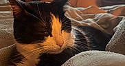 Charlie is registered to the contest to win money with this photo: animal, bed, black_and_white, blanket, cat, comfort, cozy, domestic, ears, fan, feline, fur, home, indoor, pet, relaxed, resting, soft_light, television, whiskers