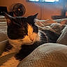 animal, bed, black_and_white, blanket, cat, comfort, cozy, domestic, ears, fan, feline, fur, home, indoor, pet, relaxed, resting, soft_light, television, whiskers