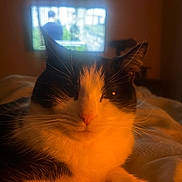 Charlie is registered to the contest to win money with this photo: animal, background, bed, black_and_white, blanket, cat, cozy, cute, domestic, ears, face, fur, indoor, night, pet, relaxing, resting, television, warm_light, whiskers