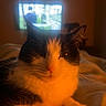 animal, background, bed, black_and_white, blanket, cat, cozy, cute, domestic, ears, face, fur, indoor, night, pet, relaxing, resting, television, warm_light, whiskers
