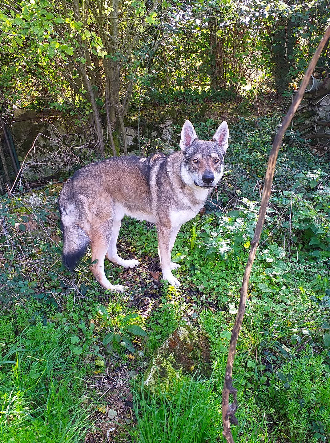 Nashoba participe au concours pour gagner de l'argent avec cette photo : canidae, canis, carnivore, companion_dog, dog, dog_breed, fawn, german_shepherd_dog, grass, groundcover, non_sporting_group, plant, sporting_group, sulimov_dog, tail, terrestrial_animal, tree, wolf, working_animal, working_dog