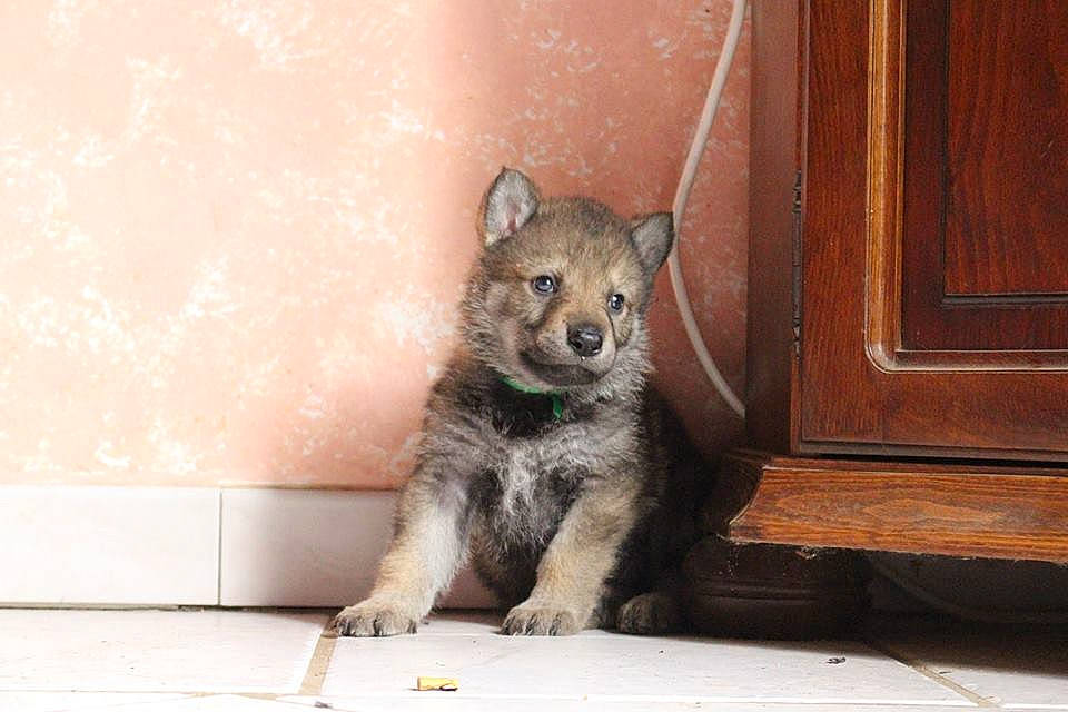 Nashoba participe au concours pour gagner de l'argent avec cette photo : canidae, carnivore, claw, companion_dog, dog, dog_breed, domestic_short_haired_cat, felidae, flooring, fur, grey, paw, small_to_medium_sized_cats, snout, sporting_group, tail, terrestrial_animal, whiskers, wildlife, wood