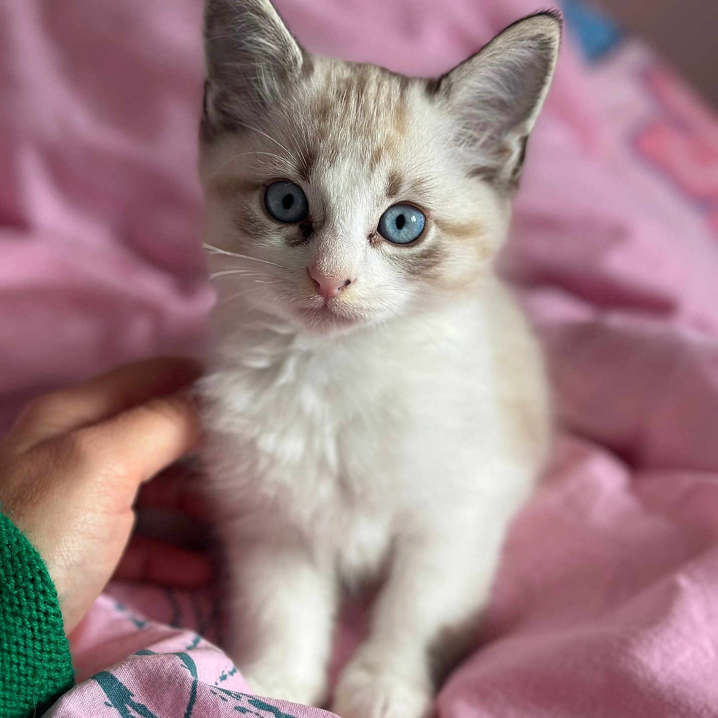 Simba
