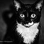 Dottie joined the competition — help win amazing prizes! black_and_white, bokeh, cat, close_up, domestic_cat, ears, eyes, feline, fur, high_contrast, indoor, monochrome, nose, pet, portrait, shallow_depth_of_field, stare, tuxedo_cat, vignette, whiskers