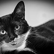 Dottie joined the competition — help win amazing prizes! animal, black_and_white, blurred_background, cat, closeup, cute, domestic_animal, ears, eyes, feline, fur, gaze, macro, monochrome, pet, portrait, soft_background, studio_style, tuxedo_cat, whiskers