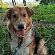 Guerian a rejoint le concours — aidez-le/la à gagner de superbes lots ! dog, animal, pet, outdoor, grass, forest, trees, leash, happy, tongue_out, nature, canine, fur, sitting, greenery, daylight, scenic_view, ears, portrait, friendly