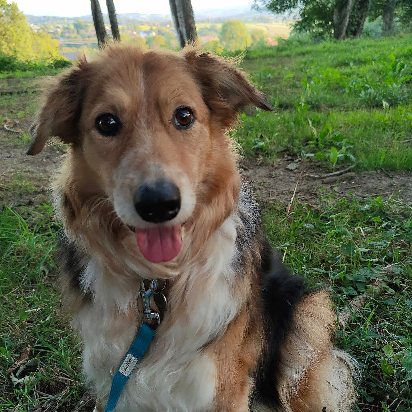 Guerian a rejoint le concours — aidez-le/la à gagner de superbes lots ! dog, animal, pet, outdoor, grass, forest, trees, leash, happy, tongue_out, nature, canine, fur, sitting, greenery, daylight, scenic_view, ears, portrait, friendly