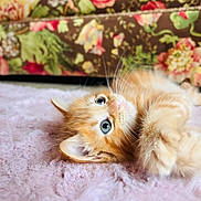 Honey joined the competition — help win amazing prizes! kitten, cat, orange_cat, blue_eyes, lying_down, fluffy, soft_texture, blanket, indoor, close_up, cute, pet, animal, whiskers, fur, relaxed, cozy, floral_background, domestic_cat, young_animal