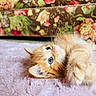kitten, cat, orange_cat, blue_eyes, lying_down, fluffy, soft_texture, blanket, indoor, close_up, cute, pet, animal, whiskers, fur, relaxed, cozy, floral_background, domestic_cat, young_animal