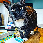 Sparkle is registered to the contest to win money with this photo: background_blur, black_and_white, board_games, cards, cat, close_up, curious, domestic_cat, feline, household, indoor, looking_at_camera, mammal, pet, playing_cards, table, tuxedo_cat, whiskers, wooden_table, yellow_eyes