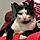 Filou