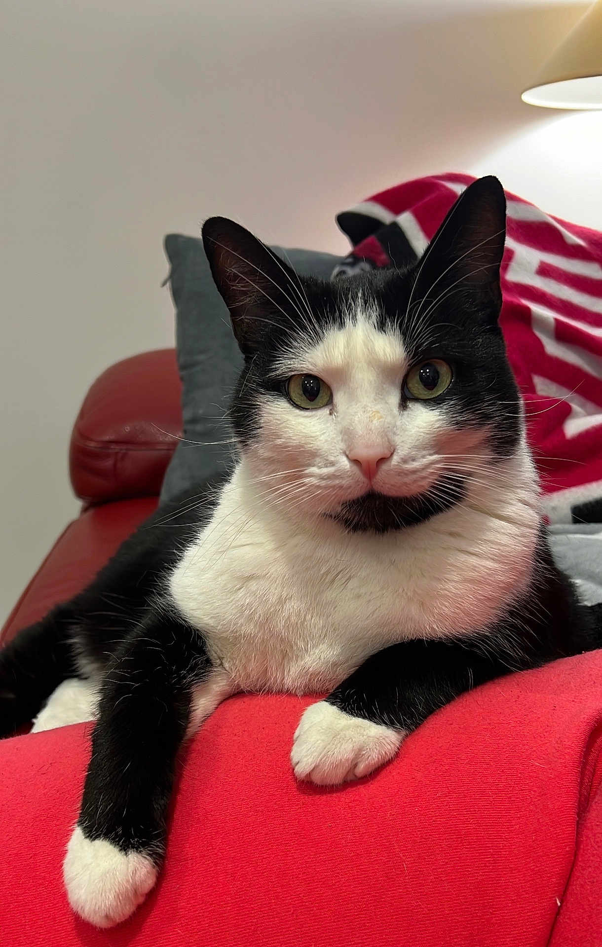 Filou a rejoint le concours — aidez-le/la à gagner de superbes lots ! cat, black_and_white, indoor, couch, red_cushion, lamp, pillow, pet, feline, whiskers, eyes, relaxed, cozy, fur, portrait, animal, domestic, comfortable, resting, household