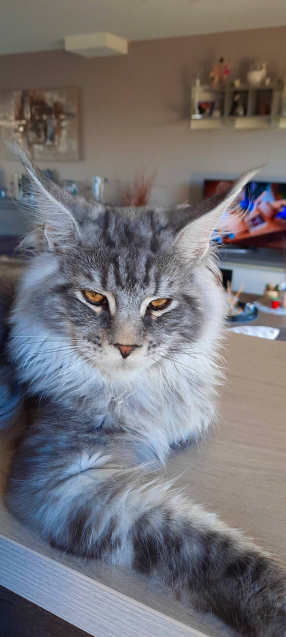 Thalis participe au concours pour gagner de l'argent avec cette photo : box, british_longhair, carnivore, cat, electric_blue, felidae, fur, grey, maine_coon, norwegian_forest_cat, small_to_medium_sized_cats, snout, tail, whiskers