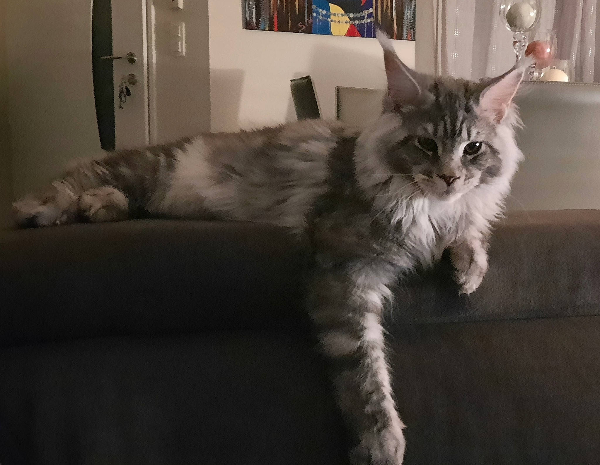 Thalis participe au concours pour gagner de l'argent avec cette photo : bed, bed_sheet, carnivore, cat, claw, comfort, couch, domestic_short_haired_cat, door, felidae, fur, grey, paw, picture_frame, small_to_medium_sized_cats, tail, whiskers, window