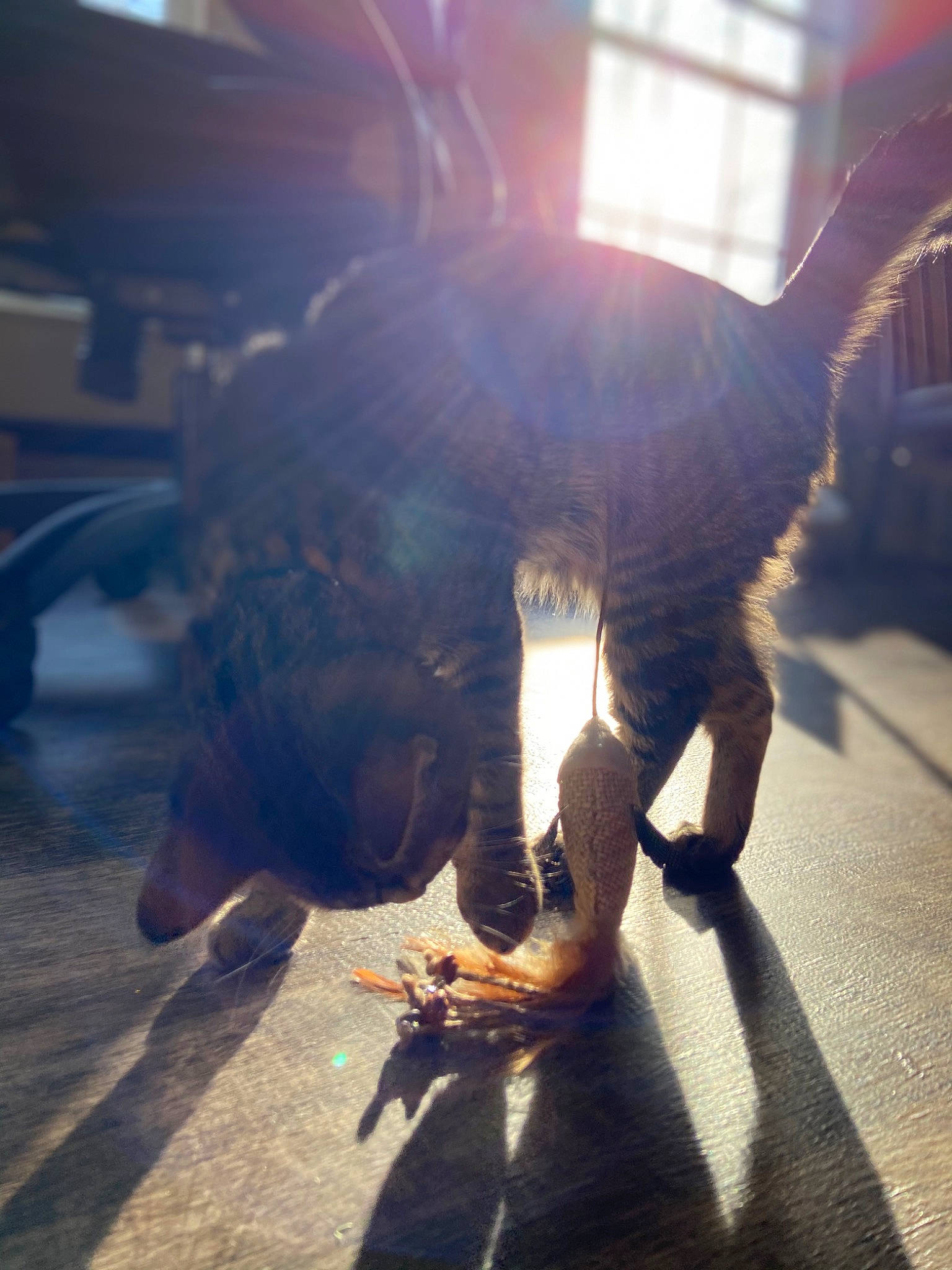 Django is registered to the contest to win money with this photo: asphalt, carnivore, companion_dog, dog_breed, fawn, felidae, floor, flooring, fur, human_leg, metal, road_surface, snout, sporting_group, tail, terrestrial_animal, tints_and_shades, toy, whiskers, wood