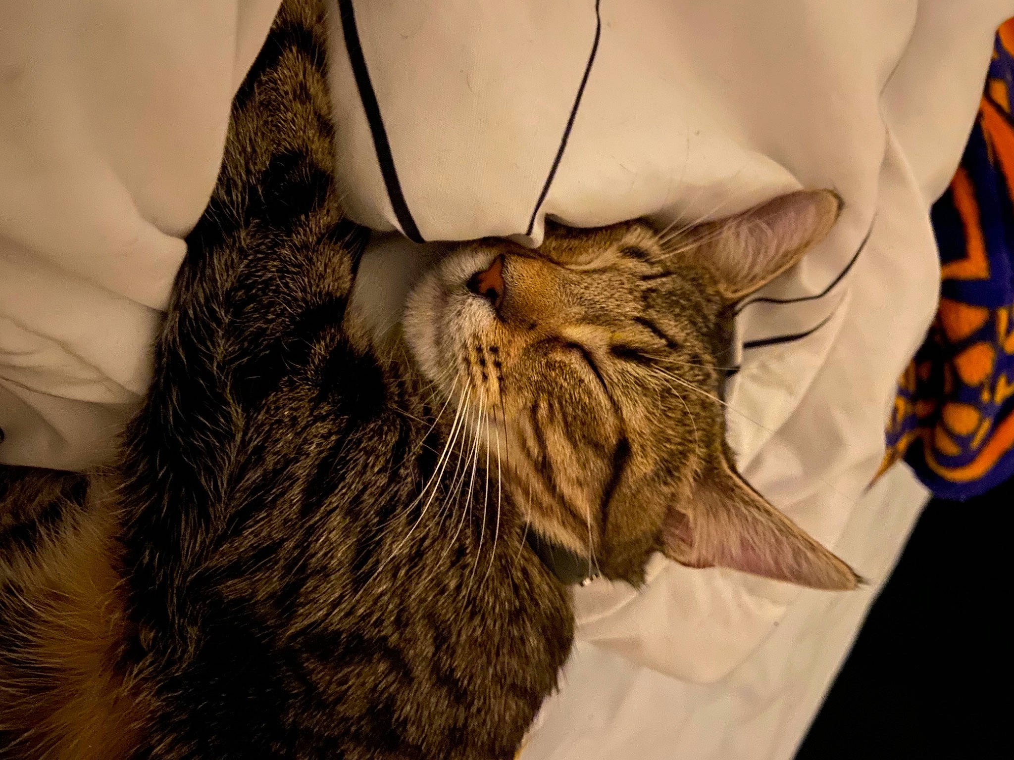 Django joined the competition — help win amazing prizes! carnivore, cat, claw, comfort, domestic_short_haired_cat, ear, eye, felidae, fur, hair, nap, pattern, paw, sleep, small_to_medium_sized_cats, snout, terrestrial_animal, whiskers, wildlife